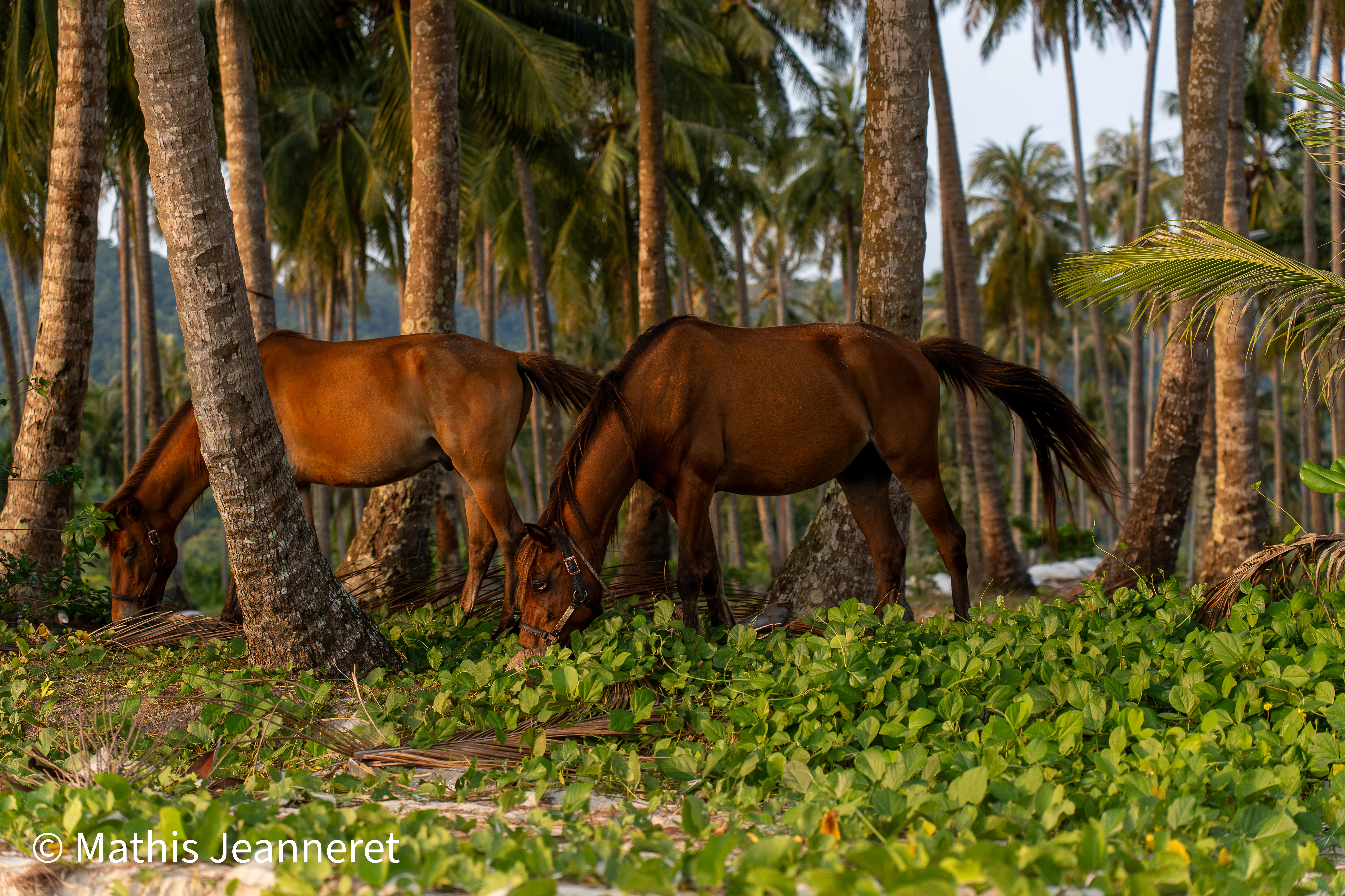 Photo Cambodge